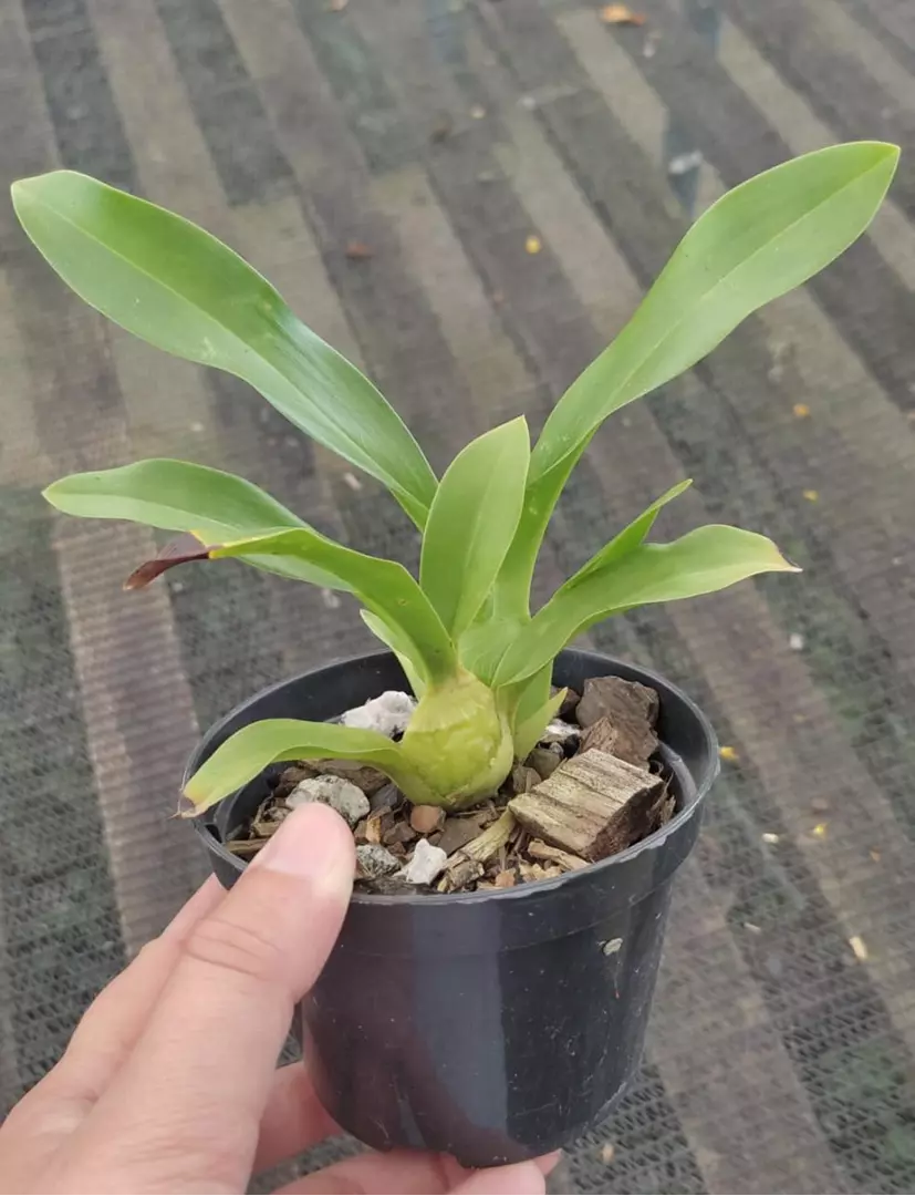 Imagem Segundaria do Produto